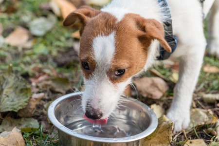 ウォーターサーバーの水は犬が飲んでも大丈夫なの 公式 アルピナウォーター