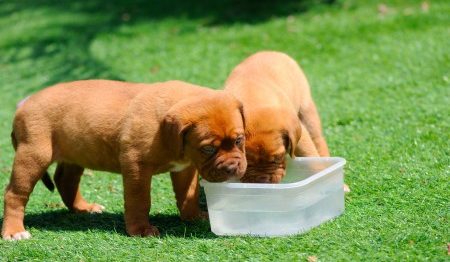 ミネラルは動物に良くない