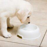 【保存版】犬が水をよく飲むのは病気のサイン？