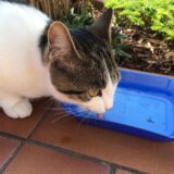 ウォーターサーバーの水は猫が飲んでも大丈夫なの？