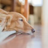 ペットの飲み水は循環式の装置の衛生面は大丈夫？