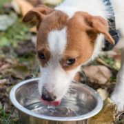 犬に安全なお水