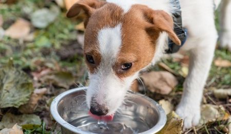 犬に安全なお水