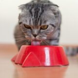 【保存版】猫が水を飲みすぎるのは病気の可能性がある？