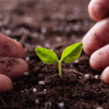 新陳代謝を活発にするために必要な栄養素とは？