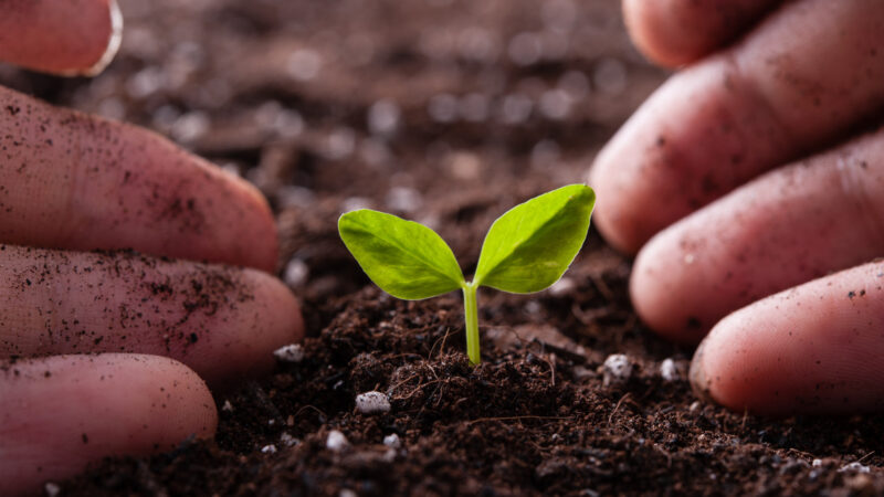 新陳代謝を活発にするために必要な栄養素とは?