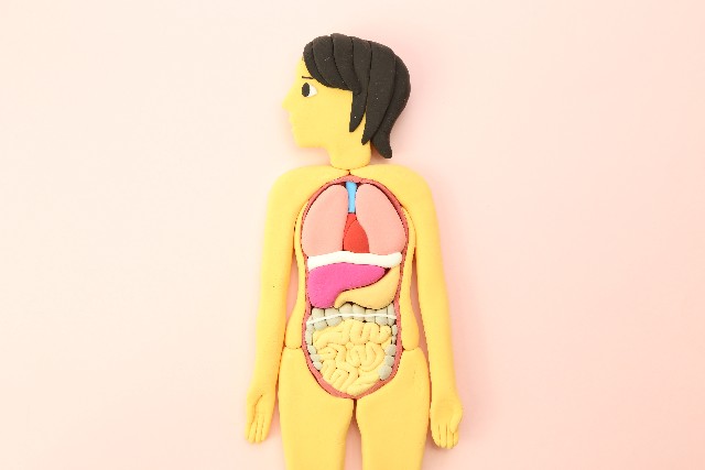 新陳代謝で重要な肝臓の機能を高めるには？