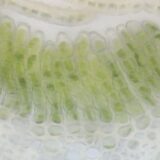 細胞分裂の活性化で高まる新陳代謝