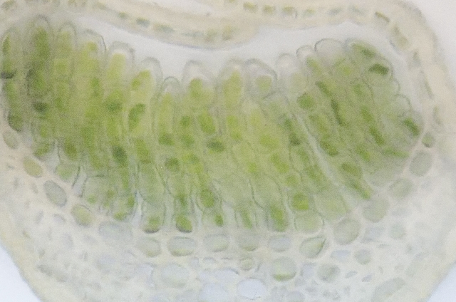 細胞分裂の活性化で高まる新陳代謝